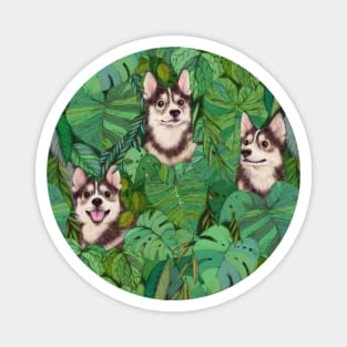 Pomsky Garden Magnet